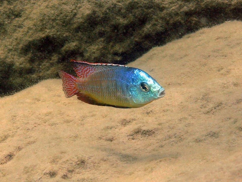 Protomelas virgatus 'Namalenje Island'